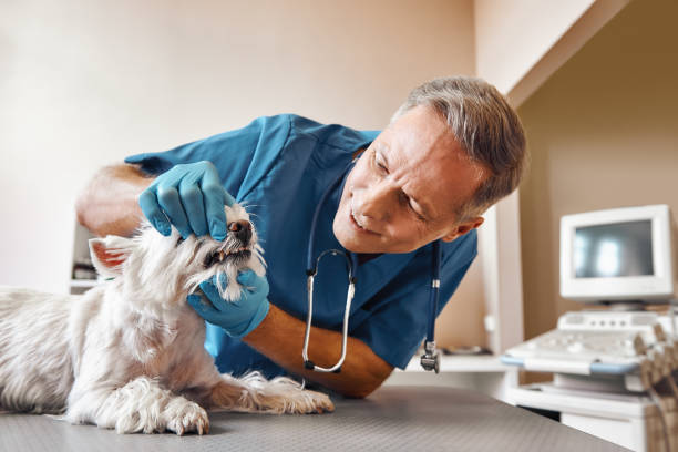 Best Emergency Dental Filling Replacement  in Bradenton, FL